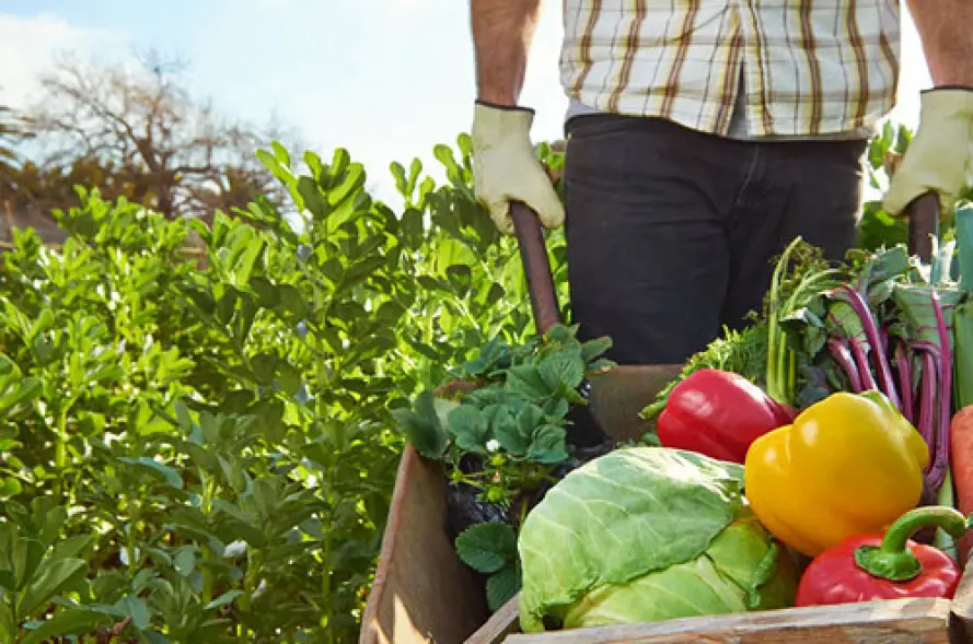 Ecological and Organic Agriculture